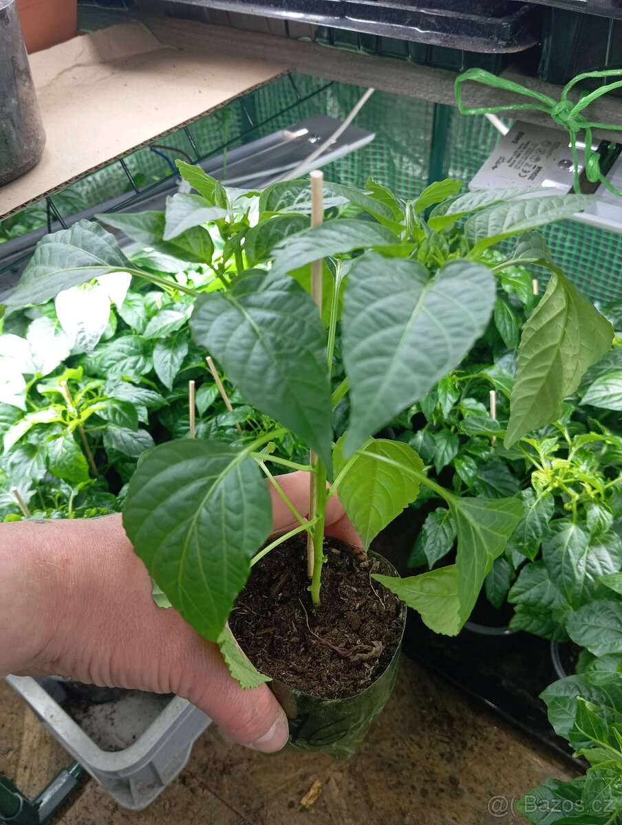 Chilli sazenice Plzeň - 8