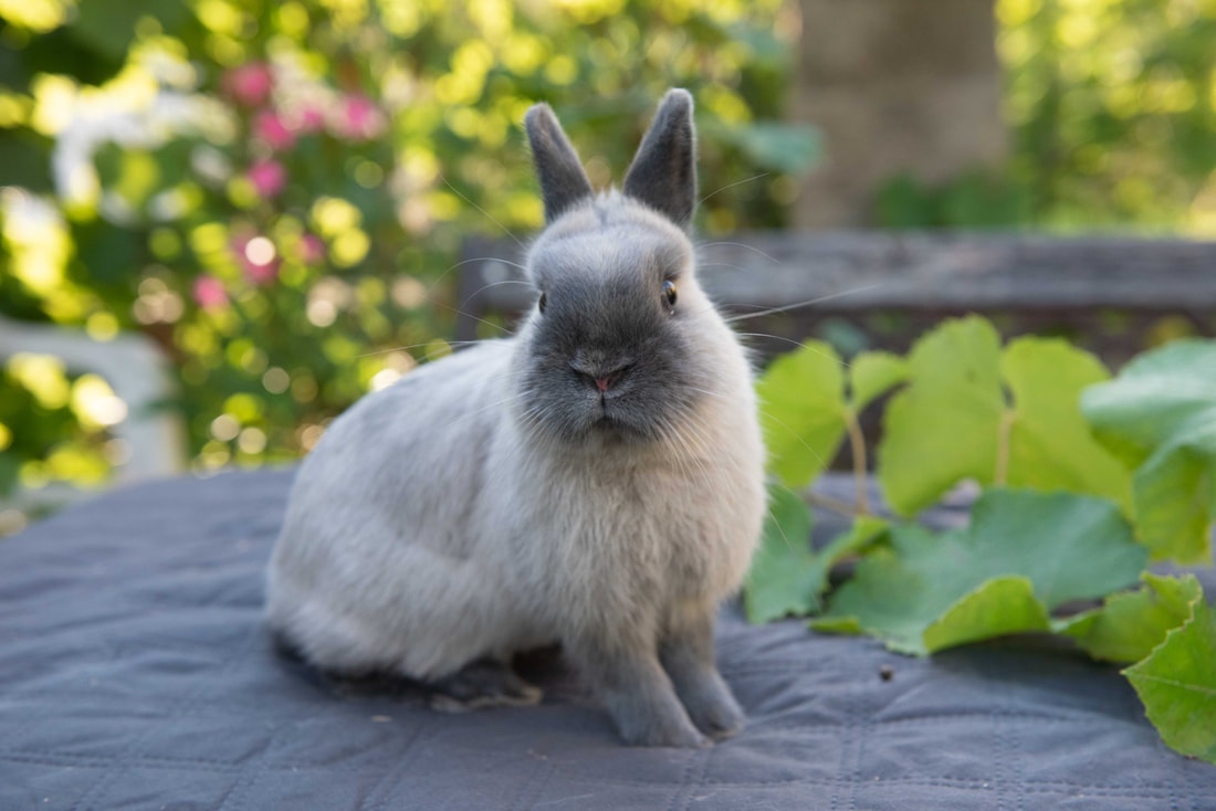 Zakrslý králíčci - 8