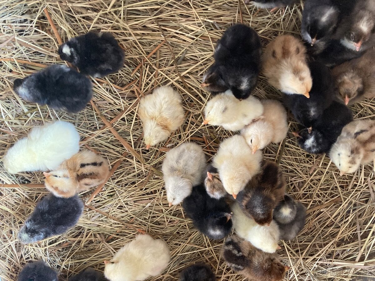 Nasadova vejce - dvorkovy mix - 8