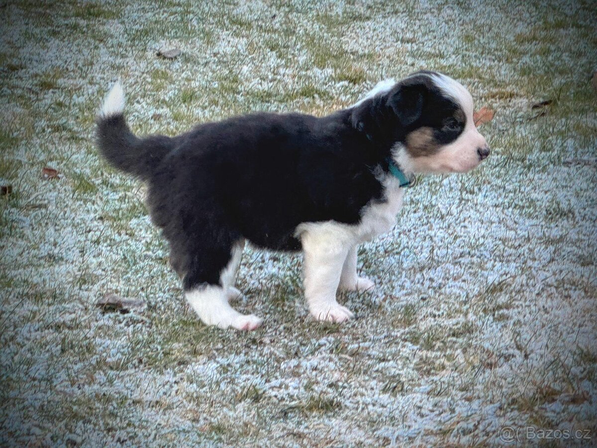 Australský ovčák bez PP REZERVACE - 8