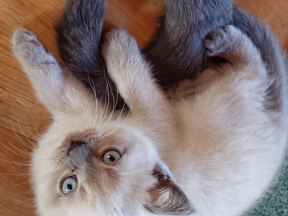 Koťátka – britská kočka – colorpoint - 8