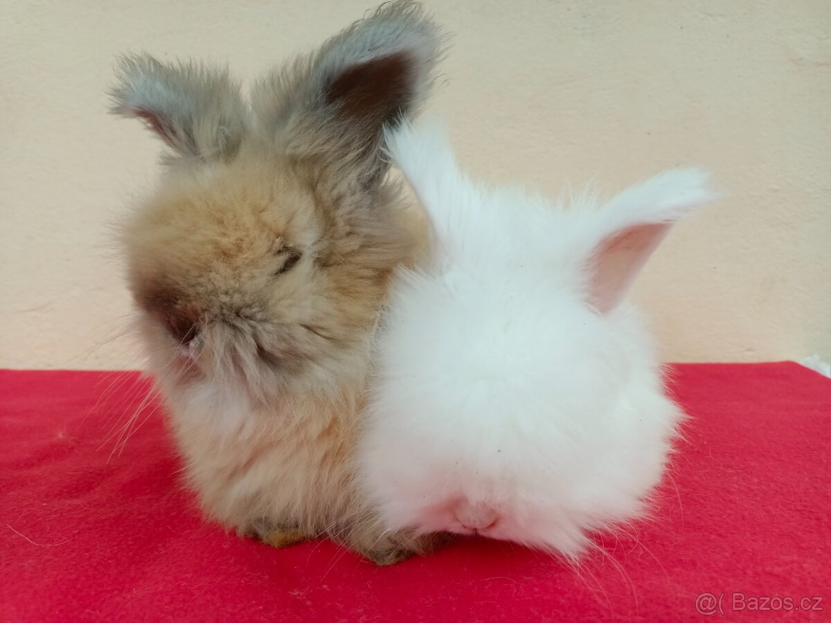 Anglická angora - 8