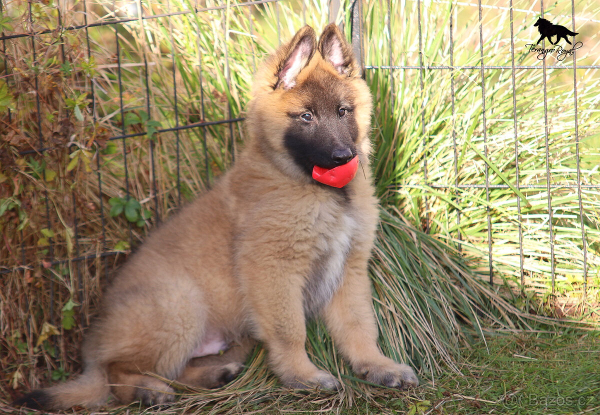 Belgický ovčák Tervueren - kluk s PP s odběrem ihned - 8