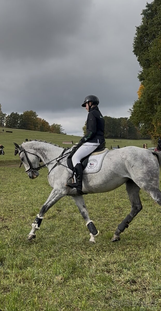 8 letá klisna do sportu - 8