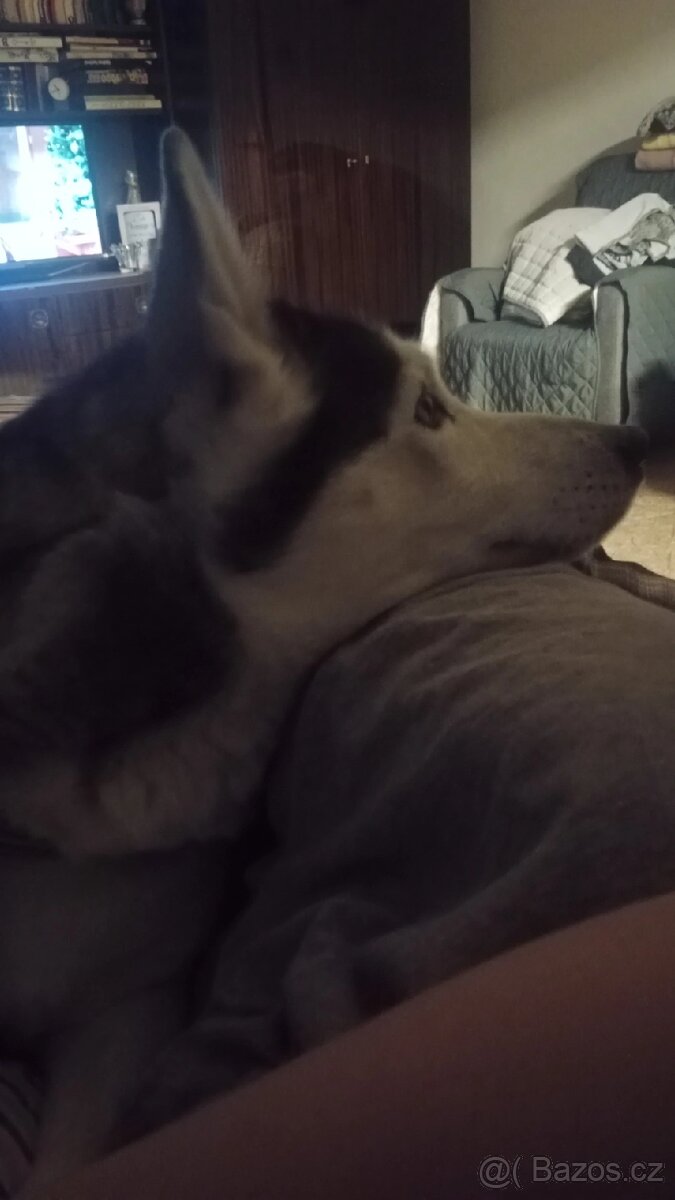 Sibiřský husky kira, prosím přečtěte si popis - 8