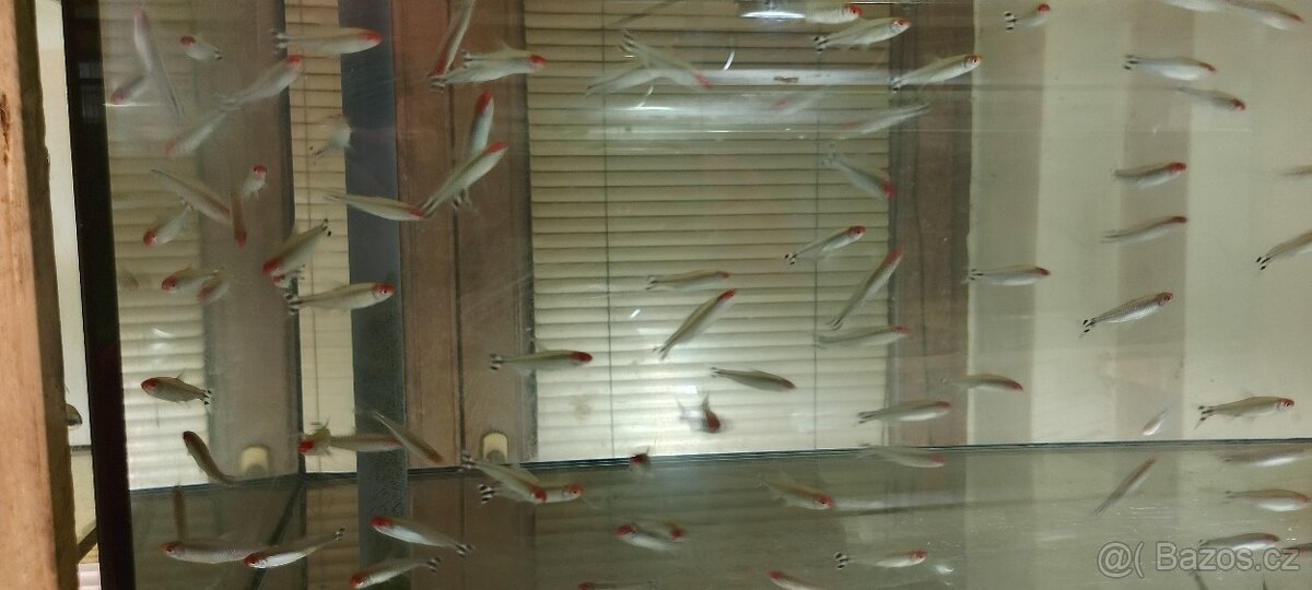 Hrotočelec prstenčitý - 8