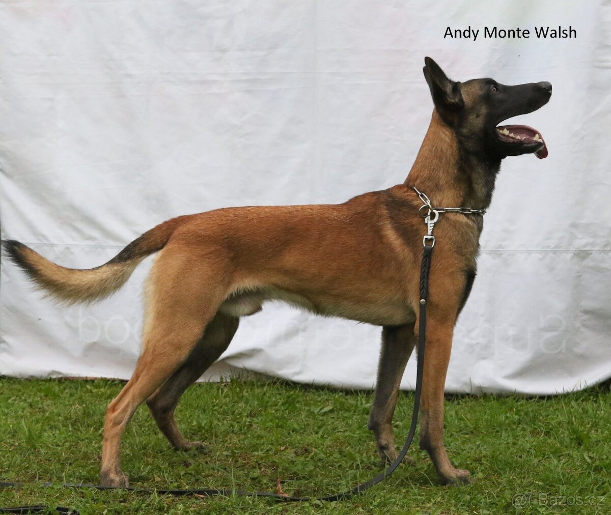 Belgický ovčák MALINOIS s PP - 8
