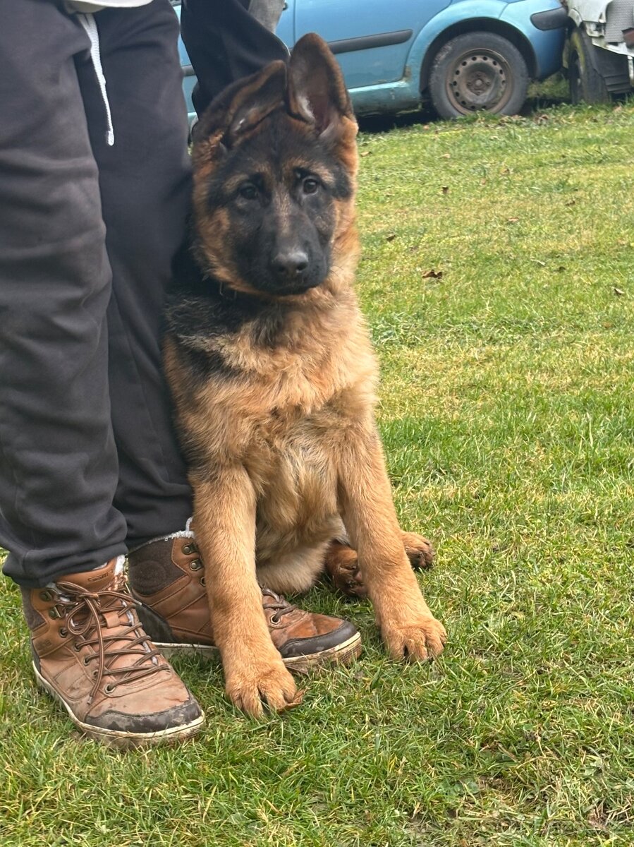 Štěňata Německého ovčáka s PP - 8