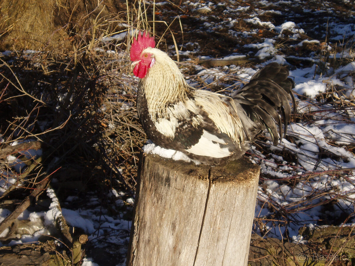 Prodám kohouta, kohoutky do chovu - 8