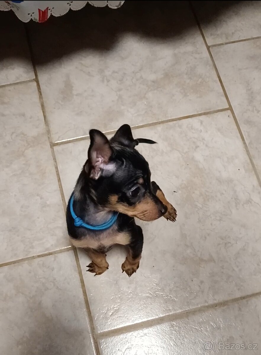 Trpasličí pinč bez PP - 8