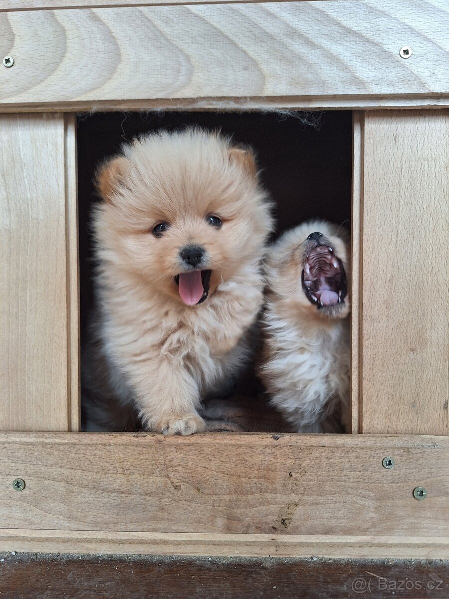 Pomeranian,pomerian špic - 8