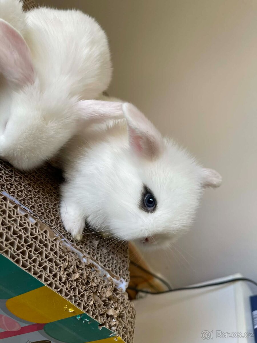 Králičci k rezervaci - 8