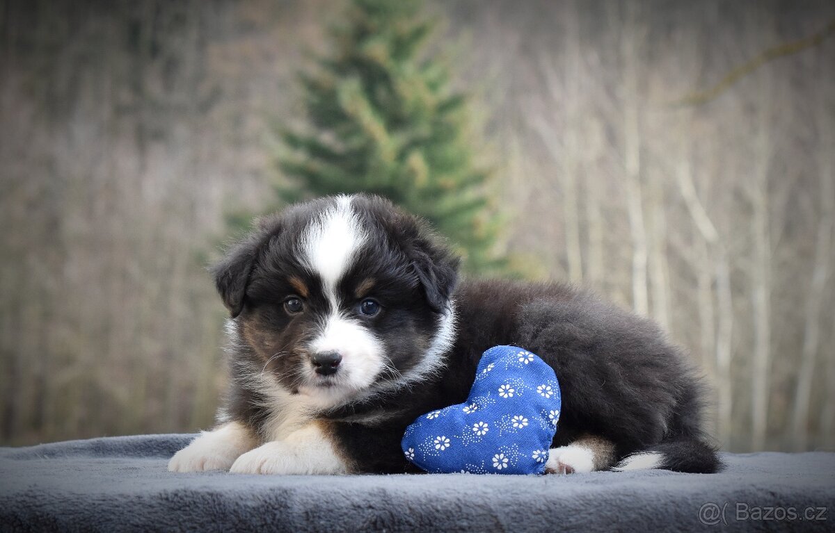 Australský ovčák s PP - 8