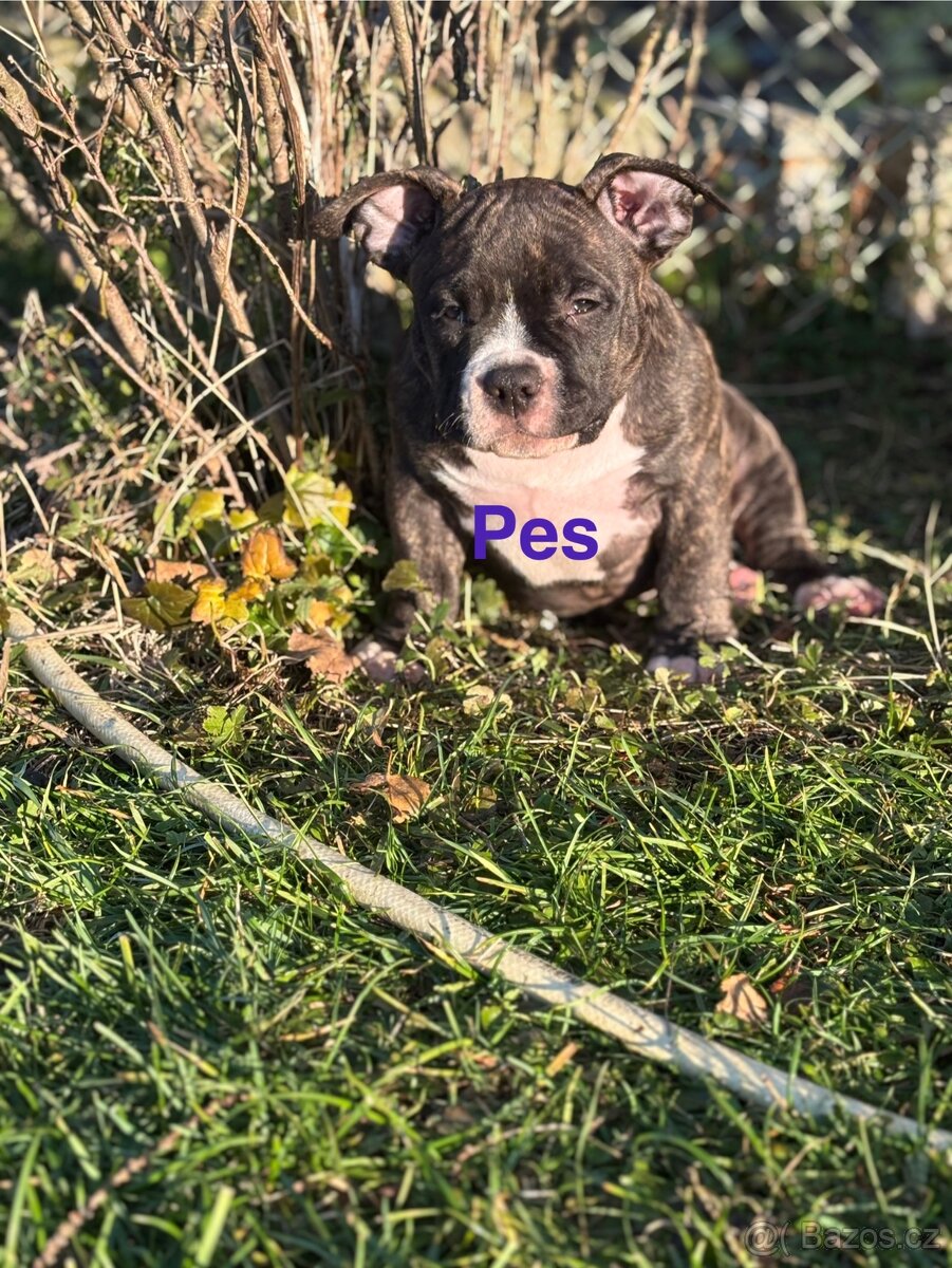 American Bully pocket - 8
