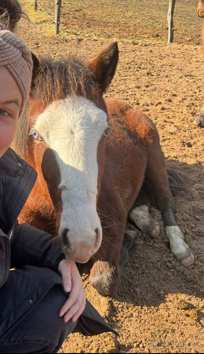 Kobylka 1,5 roku Appa x kříženec - 8