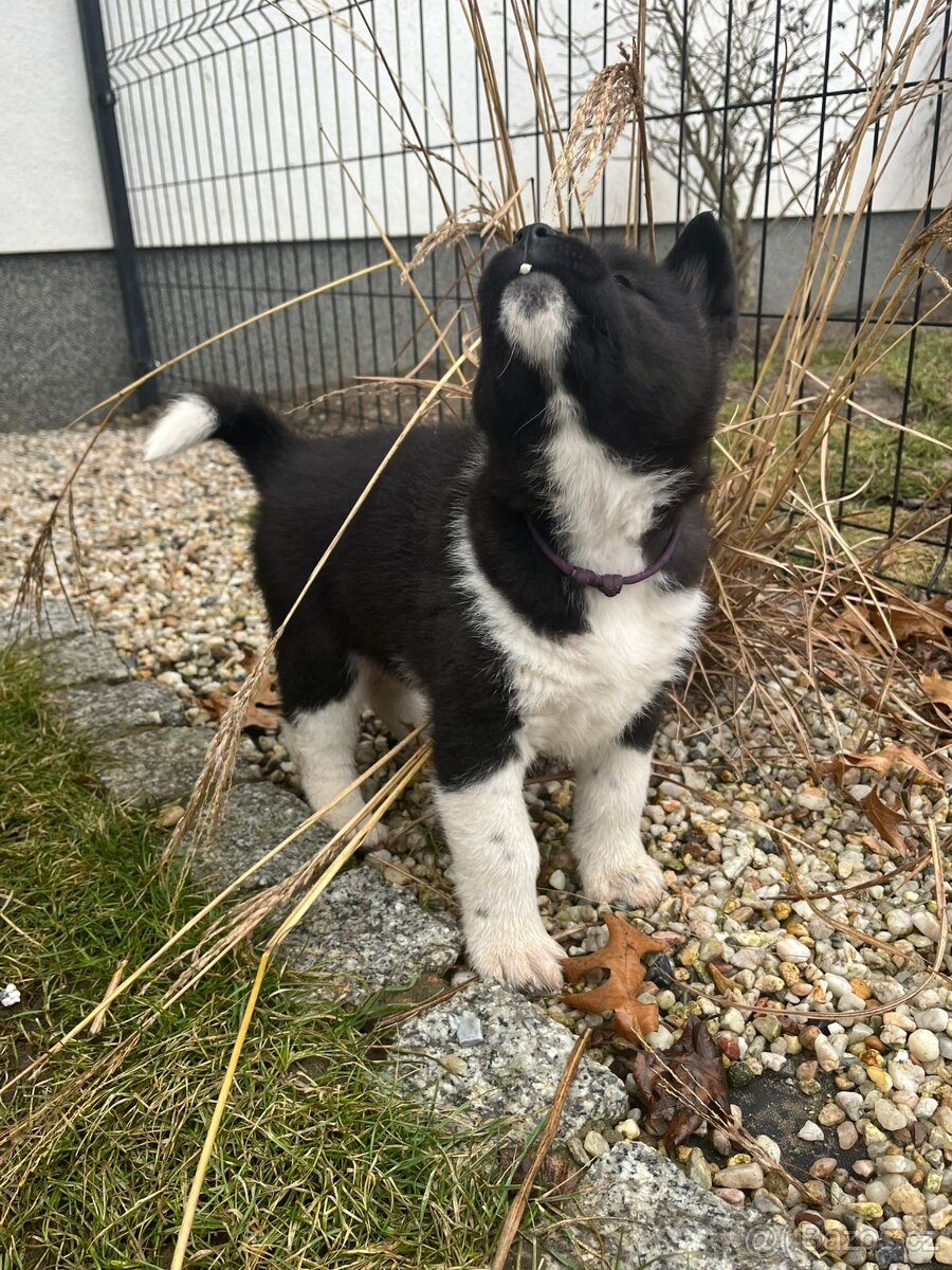Americka Akita - 8