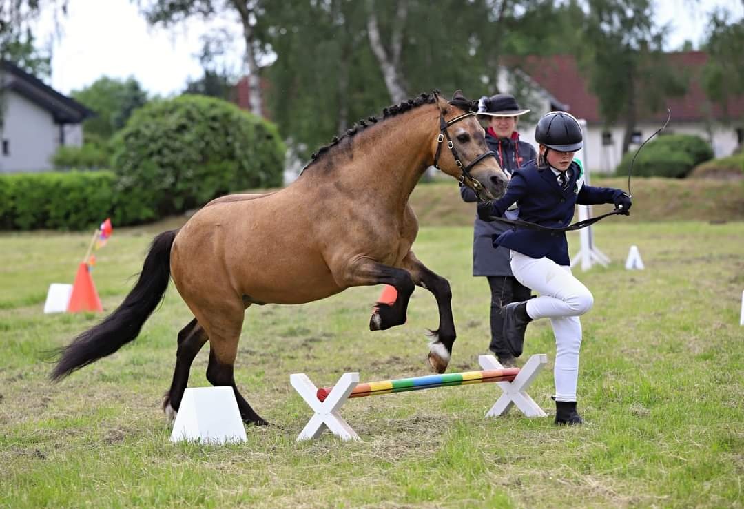 Připouštění Welsh part Bred - 8