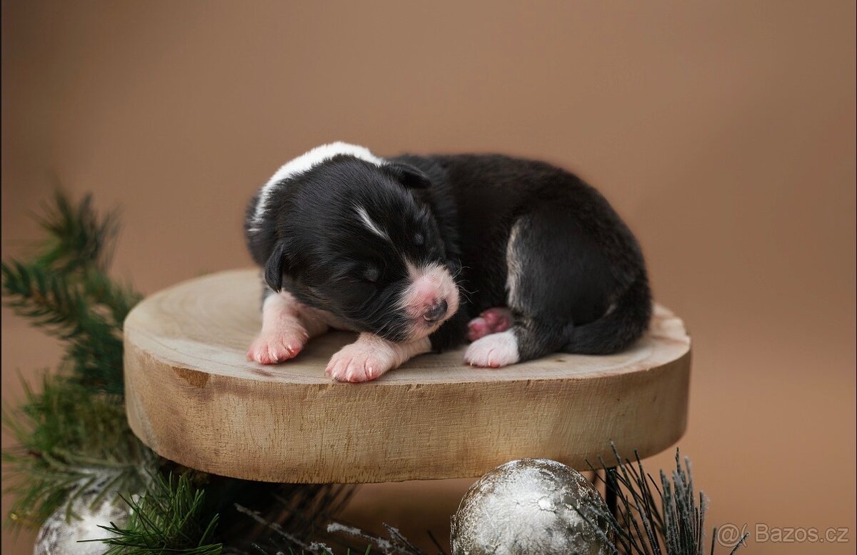 Australský ovčák s průkazem původu - 8