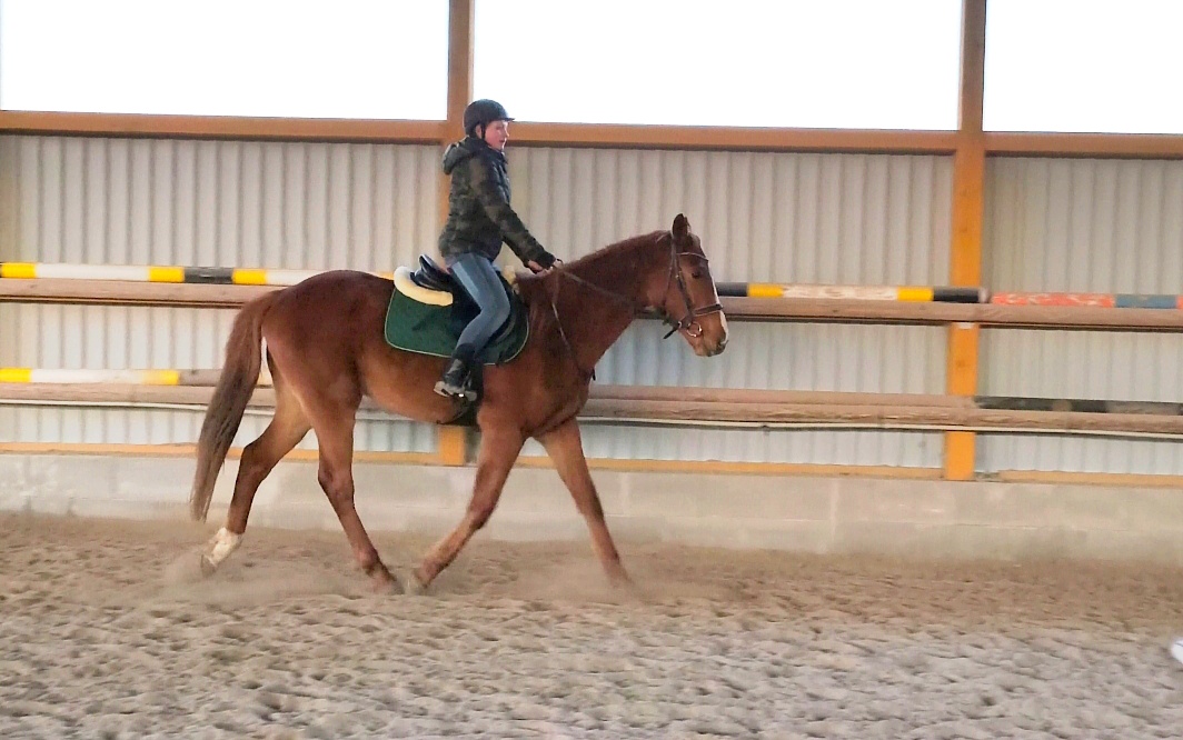 Letos čtyřletý sympatický valach - 8