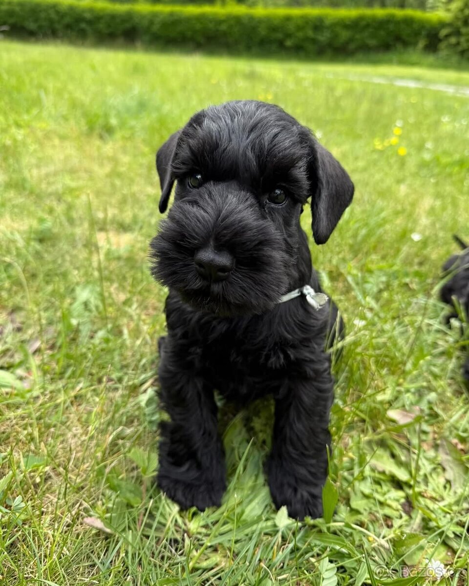 Knírač malý černý - 8