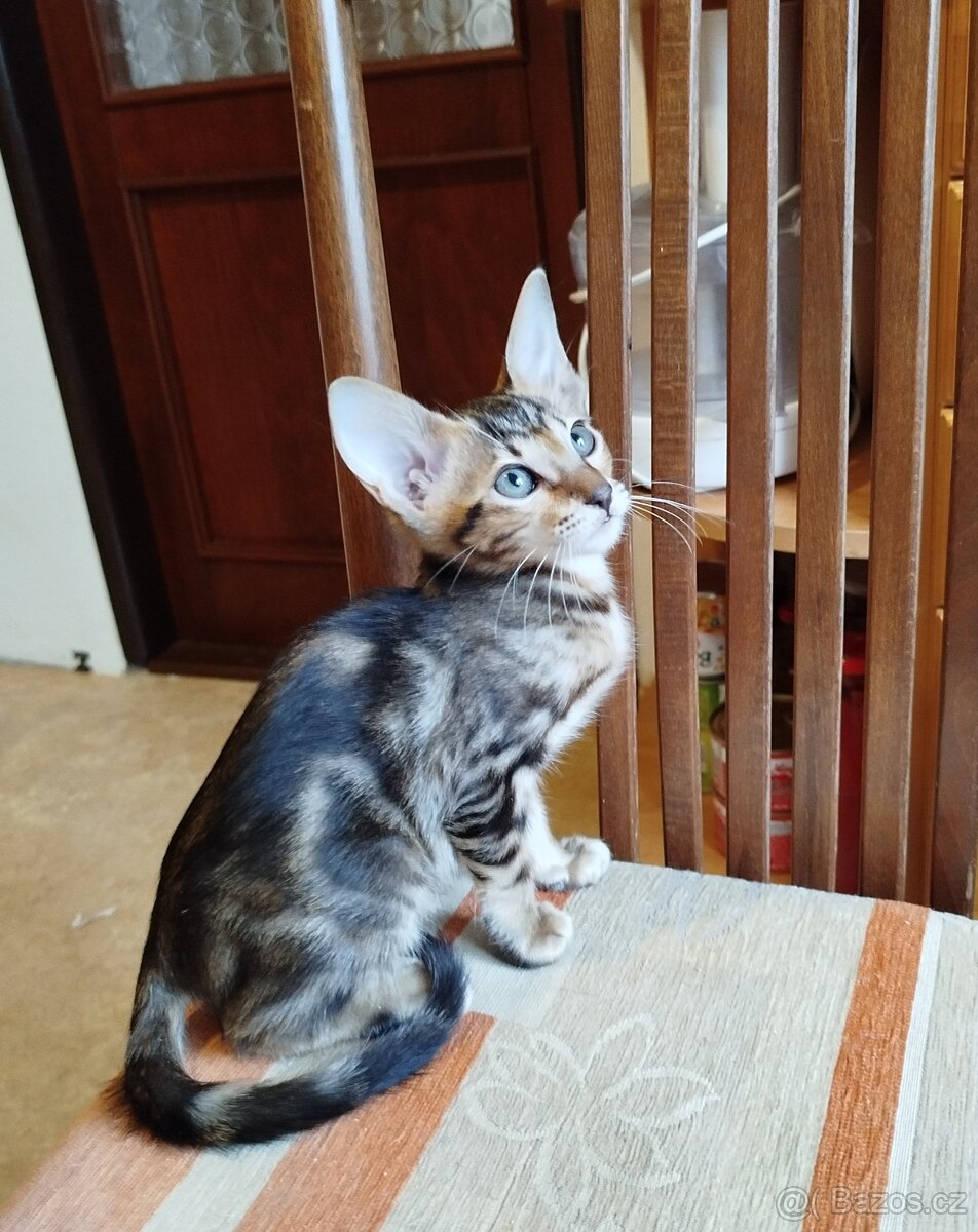 Orientální koťata - 8