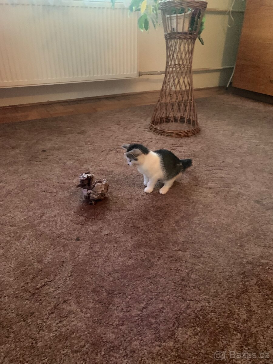 Kotě zdarma - 8