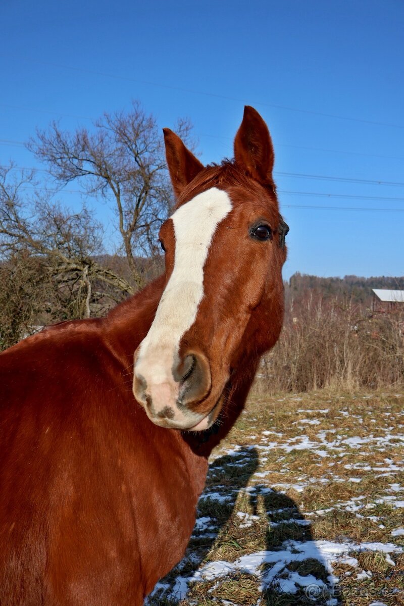Líbivý, charakterní valach - 8