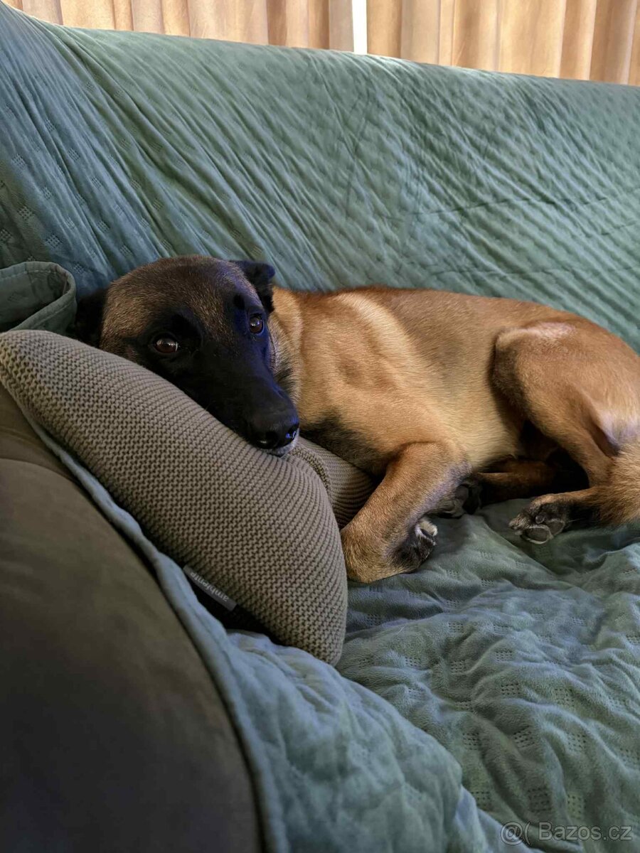 Belgický ovčák malinois - 8