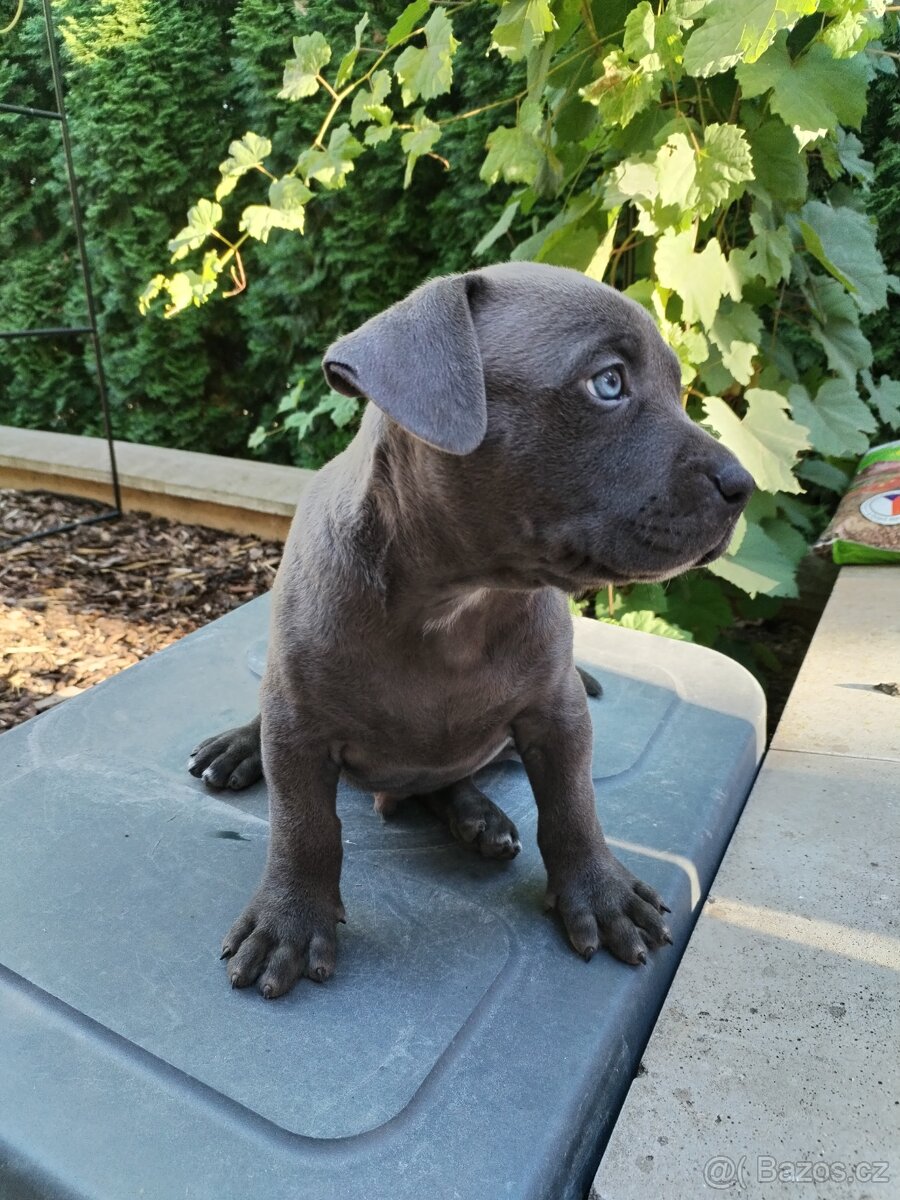 American Bully XL s PP - 8