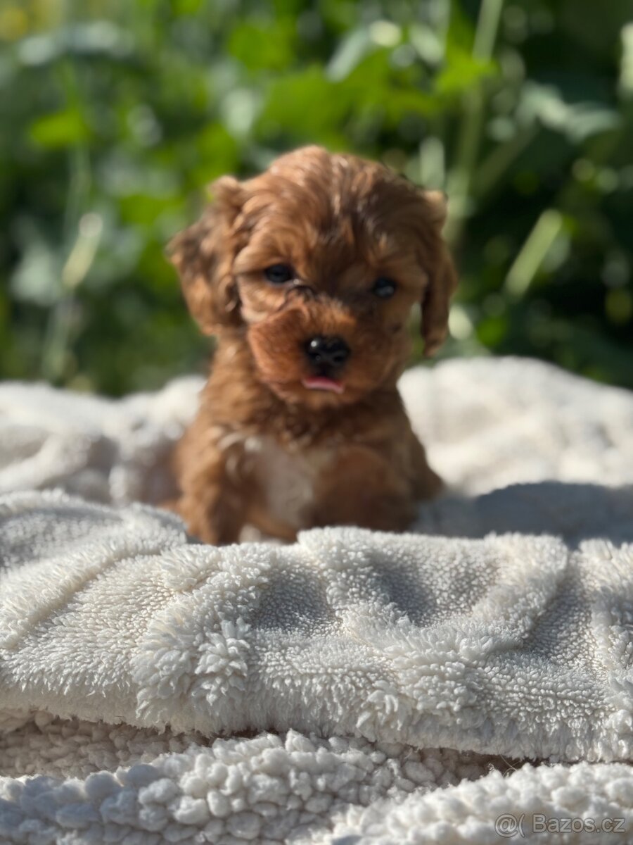 Cavapoo s pp- registrací - 8
