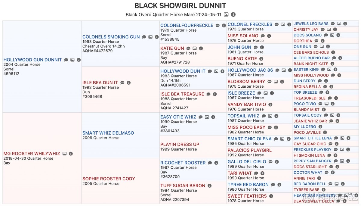 Roční American Quarter Horse black klisna, vnučka Gunnera - 8