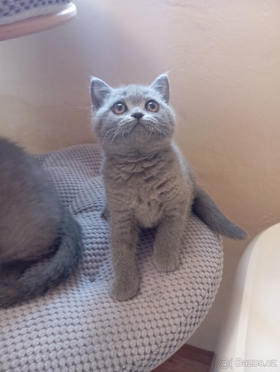 Britská modrá a Bikolor koťátka - 8