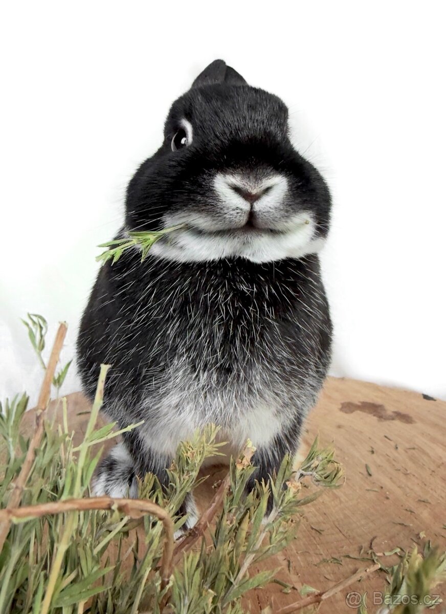 Zakrslý králík - 8