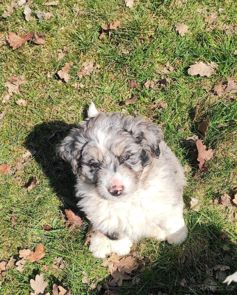 Aussiedoodle F1 - 8