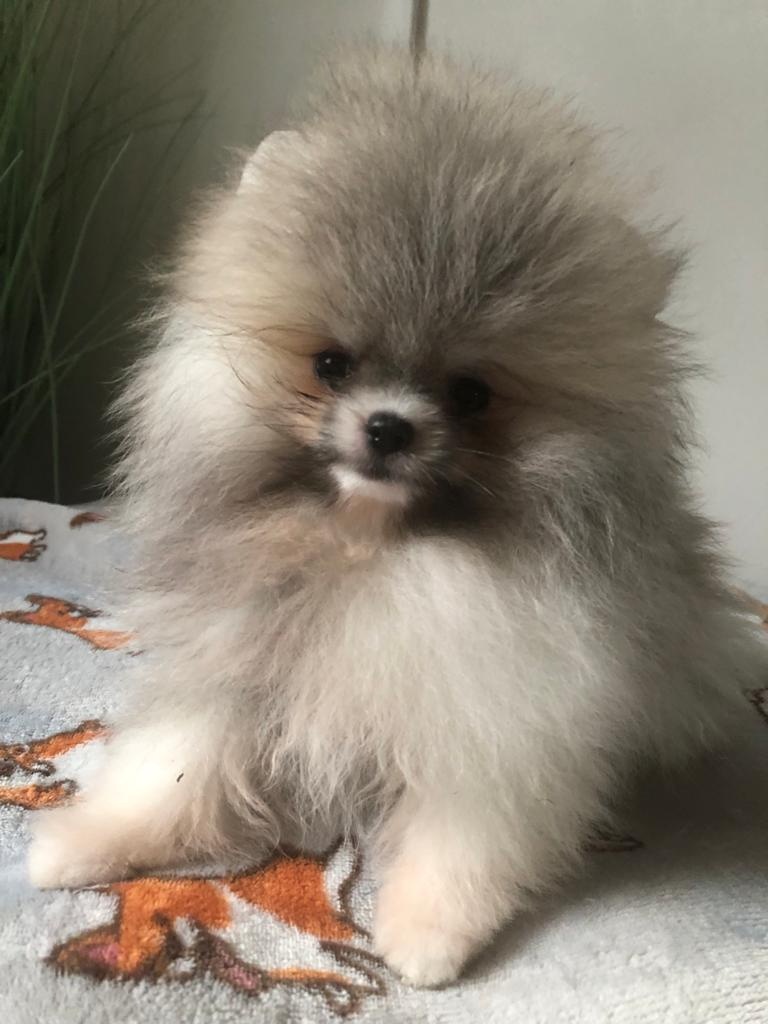 Pomeranian s p.p - 8