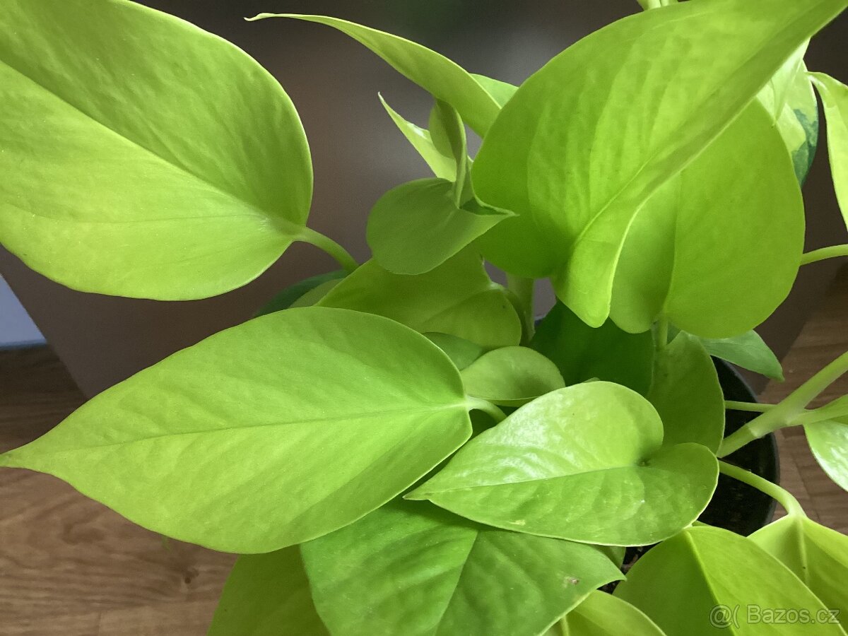 Pokojové kvetiny - 8