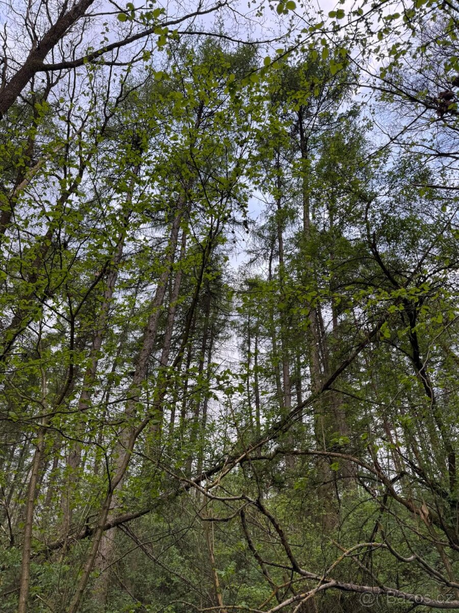 Prodám lesní pozemky v k.ú. Přeštěnice - 8