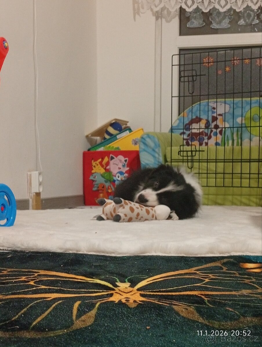 Border kolie štěně - 8