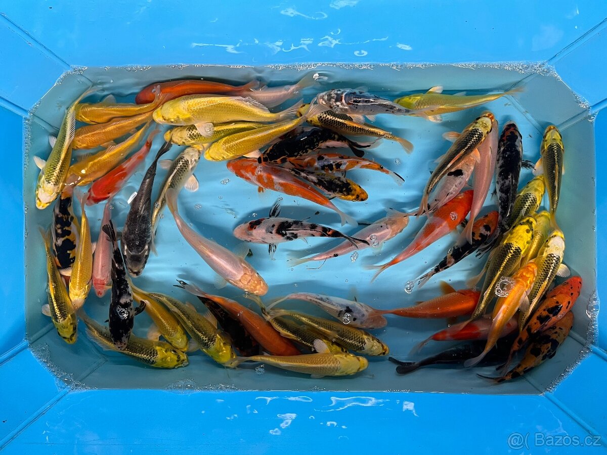 Jezírkové ryby - 8