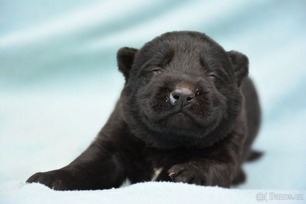 Německý ovčák s PP - 8