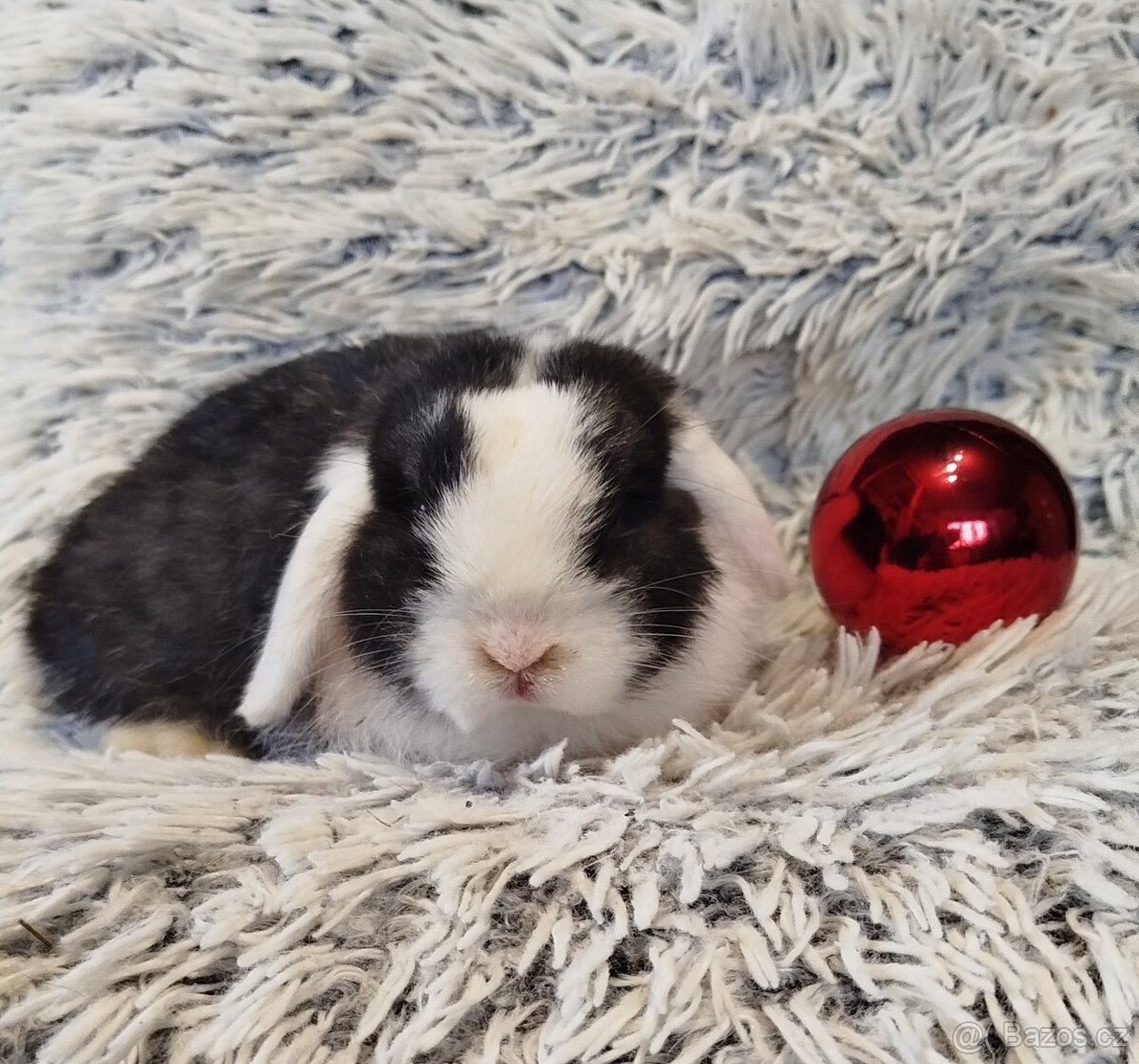 Minilop - anglický zakrslý beránek s VP - 8