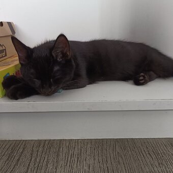 Koťátka britská modrá x mainská mývalí - 8