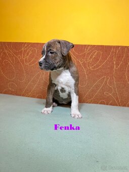 Americky Stafordšírský Terier šteniatka - 8