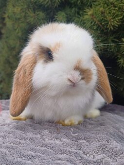 ★Poslední Volný Sameček Zakrslý Beránek MiniLop★ - 8