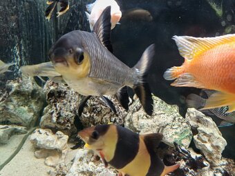 Parmička žraločí - 8