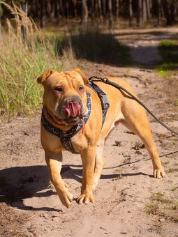 VANILKA K ADOPCI - vděčná, umazlená, CHCE DOMŮ:( - 8