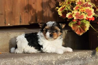 Biewer terriér- jorkšírský - fenka - 8