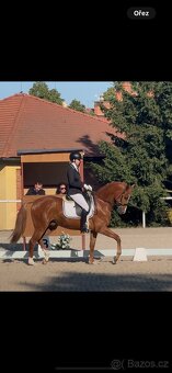 Top všestranný valach - 8