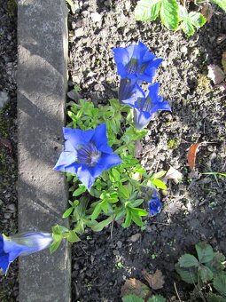 Netřesky na skalku, zídku, střechu - 8