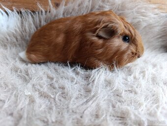 Morče / morčata / morčátko sameček - 8